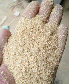 河北石家莊 大量金黃色小米糠 小米有機(jī)油糠商品大圖